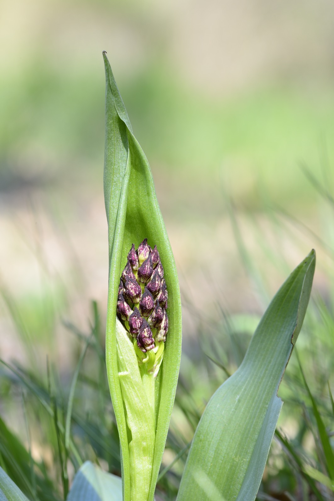 Conferma Orchis purpurea